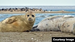 На початку 20-го століття популяція тюленів налічувала понад мільйон, а зараз, за оцінками, скоротилася до 70-300 тисяч