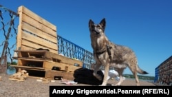 Спасение отдыхающих. Казанцы продолжают благоустраивать парк без помощи чиновников