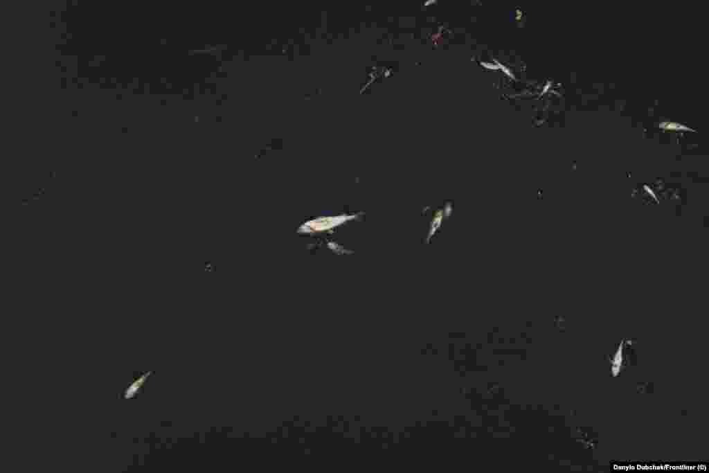 Риба у забрудненій воді