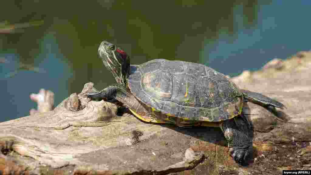«Загорающих» в тот день черепах можно было увидеть немало