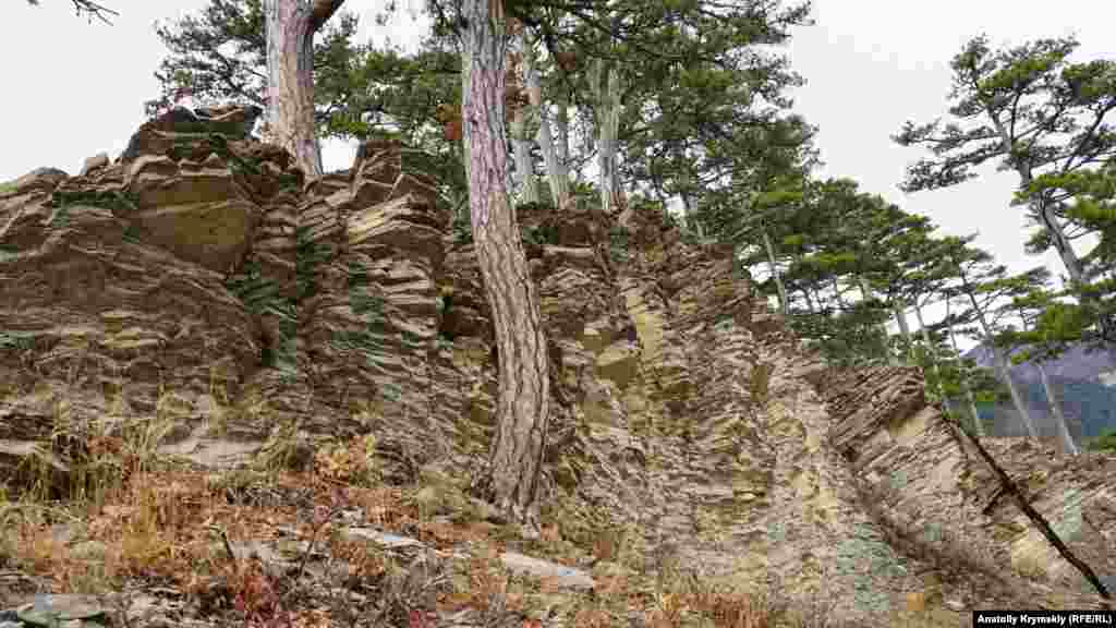 Каменистая почва крымской сосне – не помеха