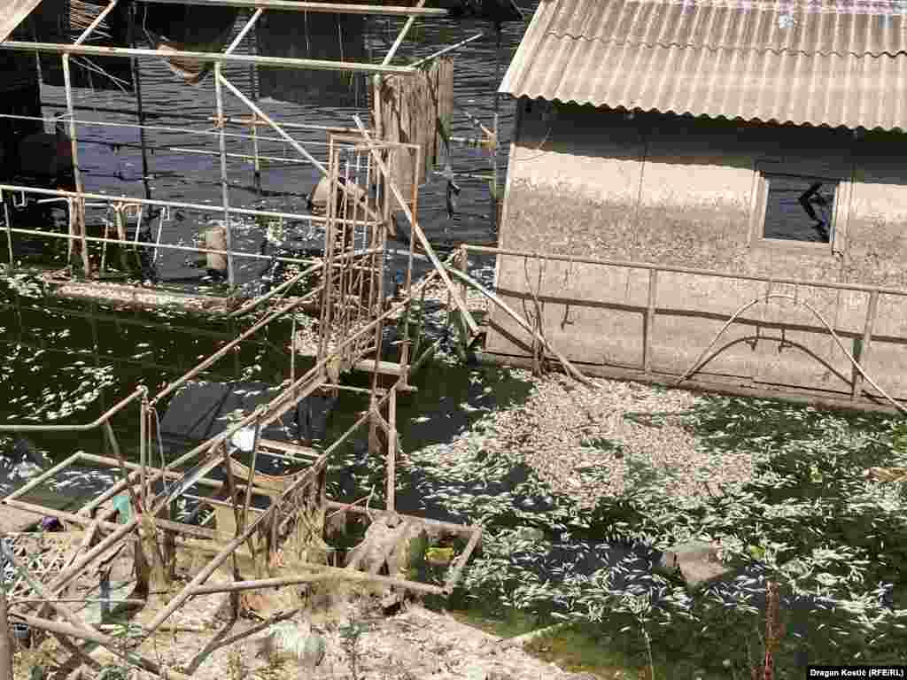 Iz Sekretarijata grada Beograda za inspekciju, nadzor i komunikaciju navode za RSE da su pomor ribe konstatovali 9. jula i da je vodni inspektor izvršio nadzor.