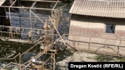 Mrtva riba je plutala u blizini obale Čukaričkog rukavca, 11. jul 2025.