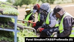 Мигранты на производстве в Астраханской области. Май 2024 года