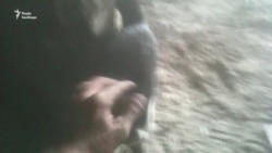 «Перебіжчик» і талісман «кіборгів» кіт «Сєпар» «Перебіжчик» і талісман «кіборгів» кіт «Сєпар»