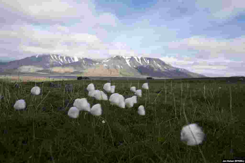 На Шпицбергене нет деревьев. Поначалу кажется, что в этих полярных местах ничего не растет. Но, приглядевшись, увидишь много интересного – на архипелаге растет даже хлопок. Только он арктический.