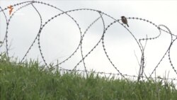 «Кордонізація». Південна Осетія продовжує захоплювати нові землі (відео) «Кордонізація». Південна Осетія продовжує захоплювати нові землі (відео)