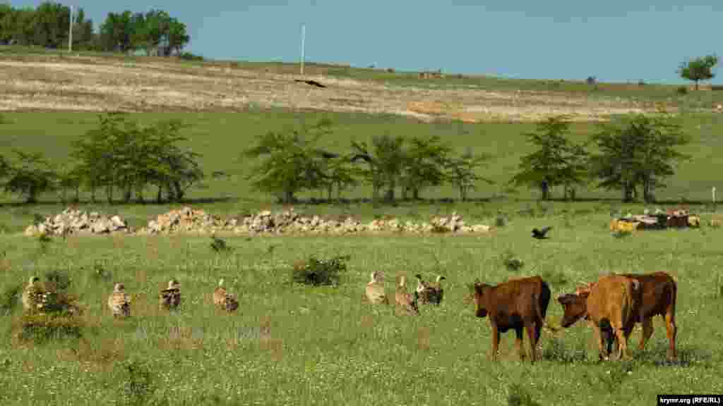 Пасущиеся телята решили «атаковать» хищных птиц