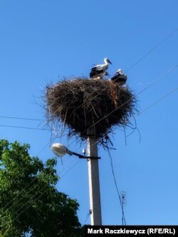 Гнідзо лелек у Грищинцях