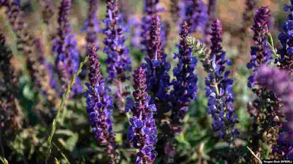 Цветение шалфея дубравного в окрестностях Севастополя. Высота этого долговечного и зимостойкого растения составляет 30-60 см. Цветки шалфея имеют яркий синий или сиреневый окрас