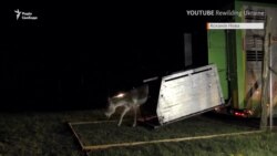 В степу на Одещині поселили куланів та ланей із «Асканії-Нова» (відео) В степу на Одещині поселили куланів та ланей із «Асканії-Нова» (відео)