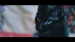 Активісти завели для Олександра Кольченка кота, який чекає на політв’язня в Україні Активісти завели для Олександра Кольченка кота, який чекає на політв’язня в Україні