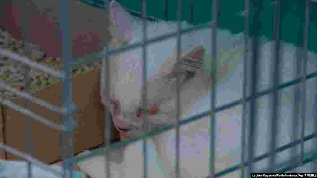 Загалом у притулку, яким опікується Товариство захисту тварин «За життя», живуть близько 300 кішок