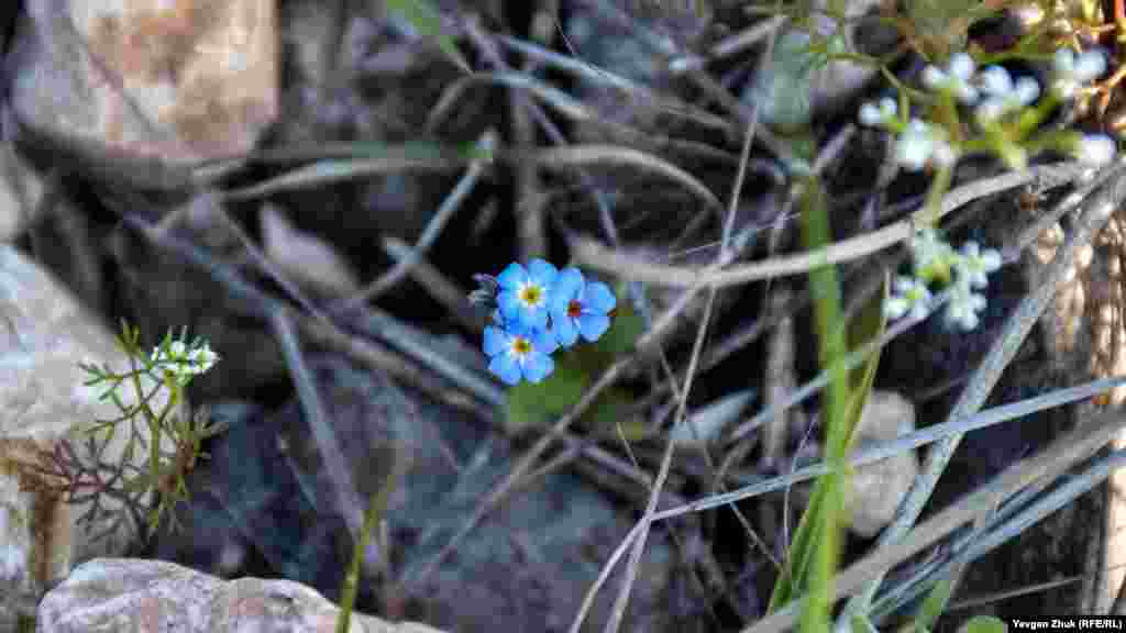 Незабудка прекрасно растет среди камней 