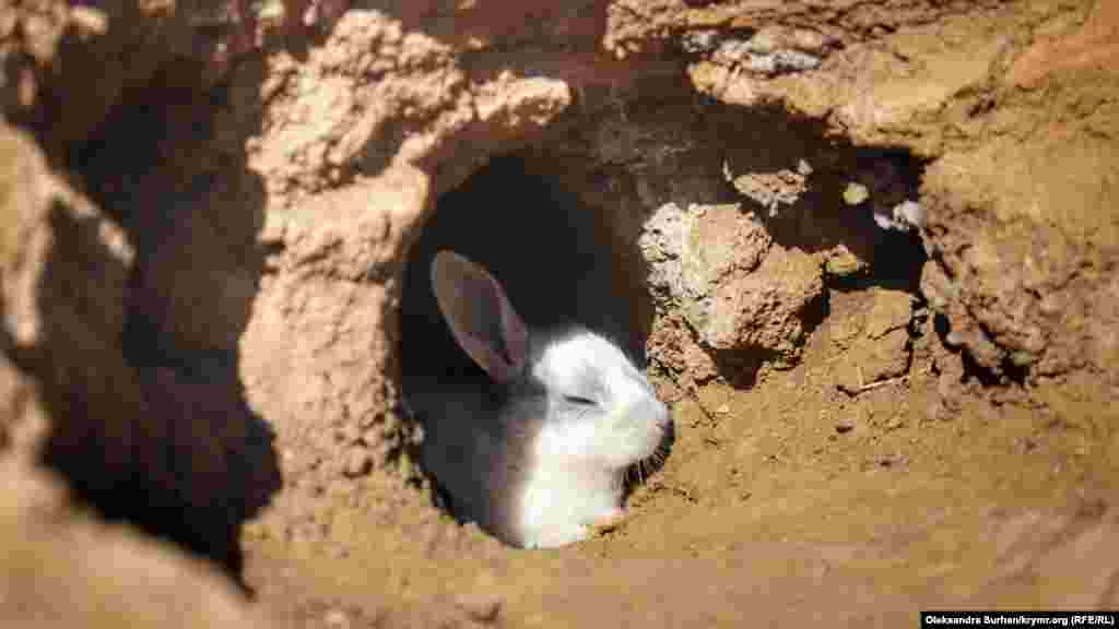 Но зверьки самостоятельно роют себе кроличьи норы, поэтому, перемещаясь по парку, нужно внимательно смотреть под ноги  