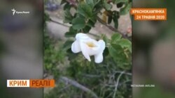 В Криму зникає підземна вода? (відео)