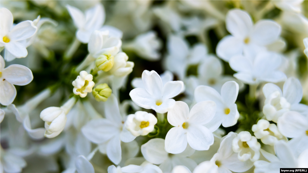 Сорт сирени обыкновенной «Галина Уланова» в ботсаду имени Николая Багрова