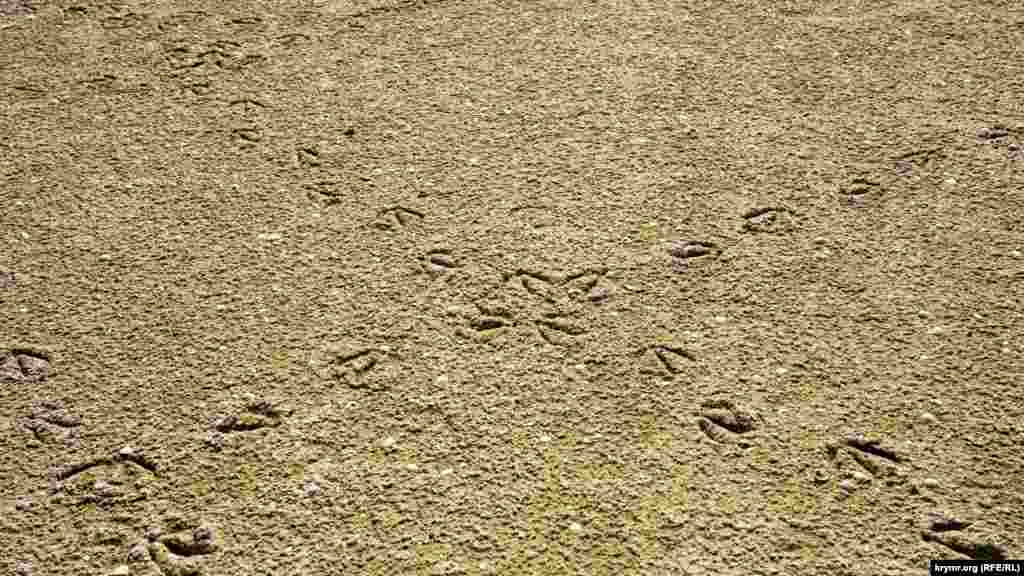 Птичьи «диагонали» на соленом песке
