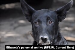 Собака Елизаветы