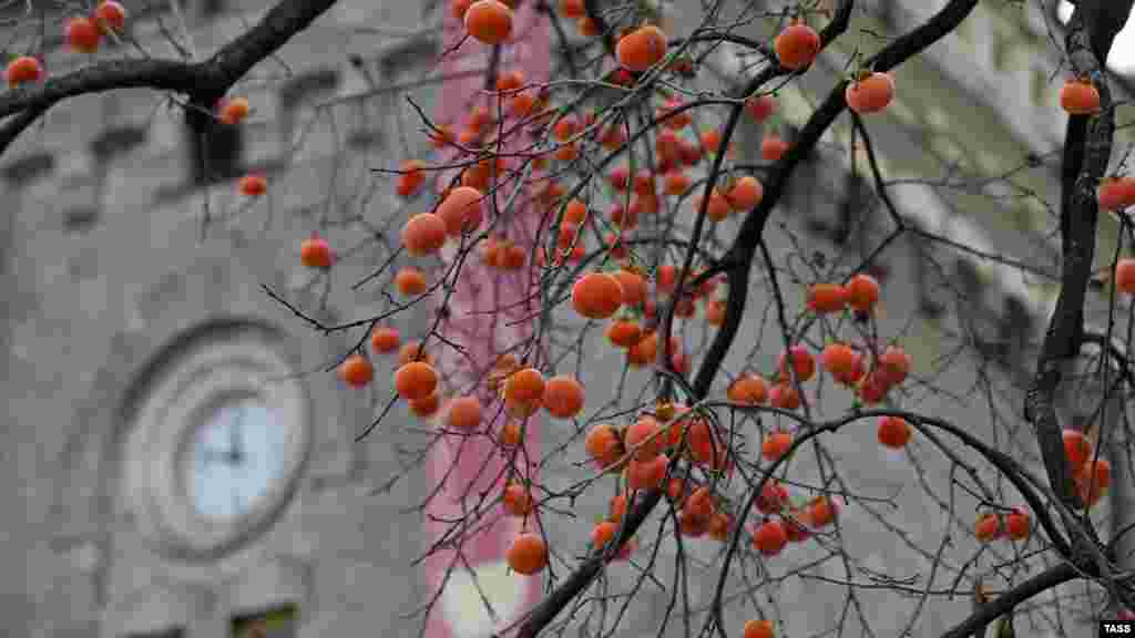 Плоды хурмы на фоне старого здания основного комплекса «Массандры»