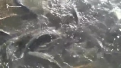 Форелевая ферма в Северной Осетии Форелевая ферма в Северной Осетии