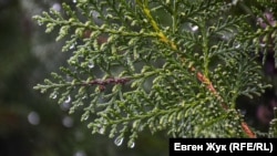 «Завтра розпочинається календарне літо, проте 1 червня в Україні ані тепла не побільшає, ані дощів не поменшає», – написала синоптик у фейсбуці