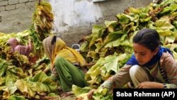 انسا خان او د هغې ګاونډۍ په مردان کې له خپله پټي د تمباکو پاڼې راټولوي: ۲۰۱۸ز کال