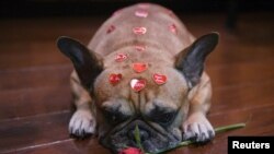 Украшенные улицы, цветы и игрушки: в мире отмечают День святого Валентина (фотогалерея)