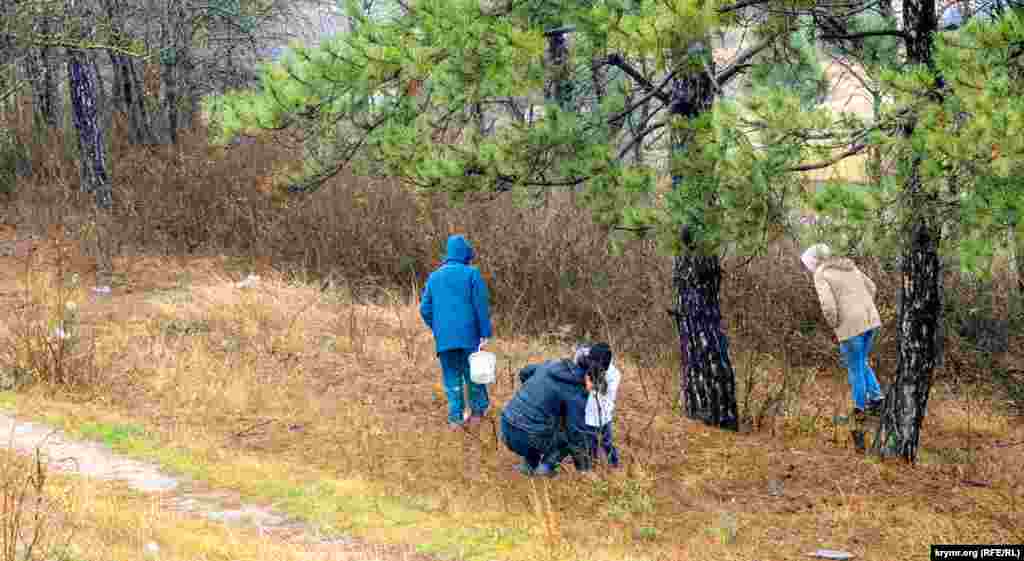 Зимняя «тихая» охота на сосновых склонах