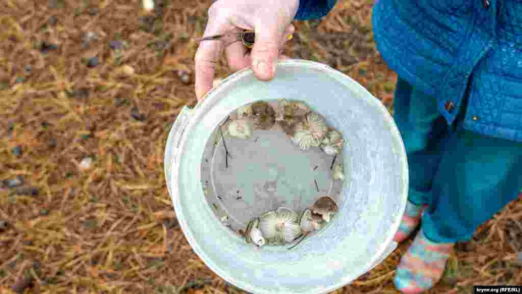 И ее первые трофеи – грибы «мышата», или серая рядовка