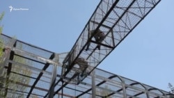 Новые питомцы «Тайгана»: в крымский парк привезли четырех шимпанзе (видео) Новые питомцы «Тайгана»: в крымский парк привезли четырех шимпанзе (видео)