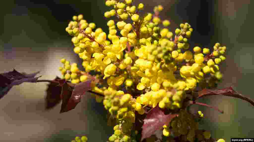 В разгар весны Симферополь с каждым днем все больше и больше наполняется яркими красками. В городском парке «Екатерининский сад», например, расцвела магония падуболистная