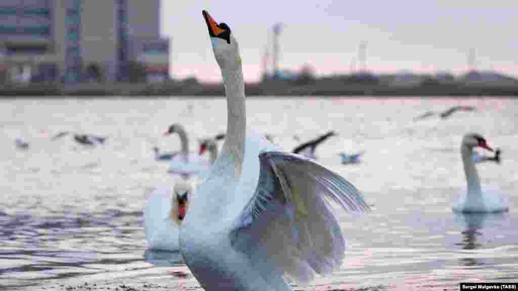 Озеро лебеди облюбовали несколько лет назад – прилетели на зимовку и решили остаться