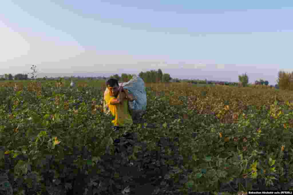 Обязанность мужчин – отвозить домой собранный женщинами хлопок 