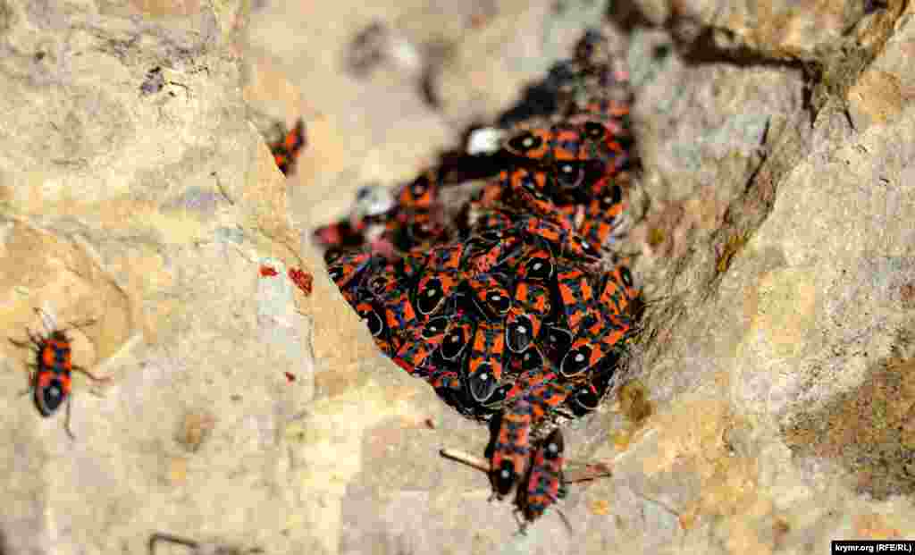 Клопы-солдатики греются на солнце на скалах близ села Скалистое Бахчисарайского района 