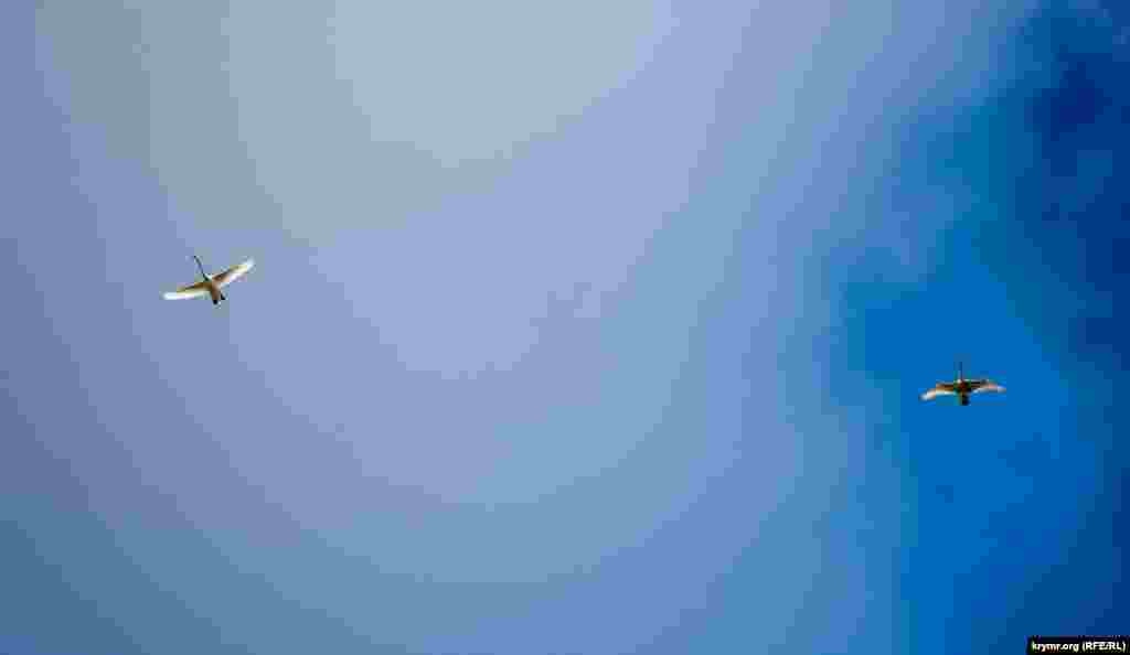 Лебединая пара летит куда-то на восток – наверное, поближе к воде