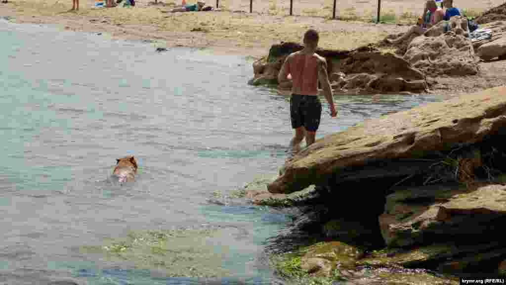 Пес бойцовской породы без намордника плывет за своим хозяином 