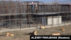 Львы в крымском парке «Тайган», архивное фото 