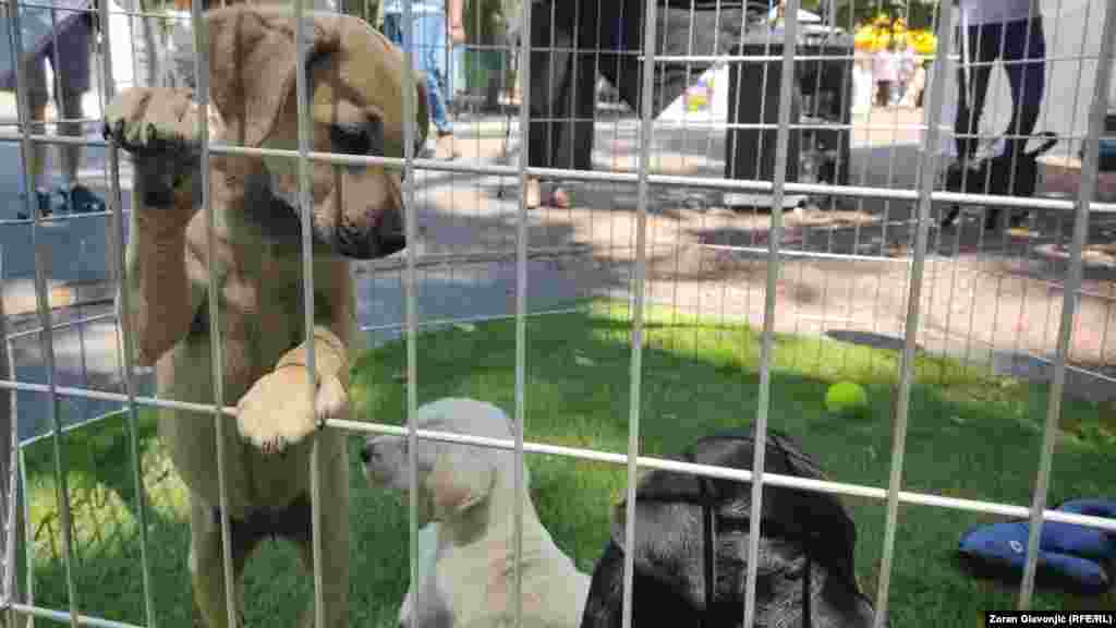 Pre usvajanja psi su u azilima vakcinisani, čipovani i sterilisani. Budućim vlasnicima ostavljeno je da im daju imena.