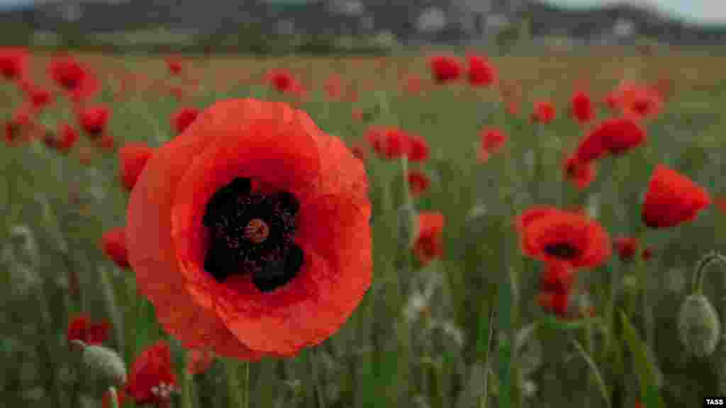 Дикий мак – сорняк, и отношение к нему – например, у фермеров – соответствующее. Но всем остальным его цветение только в радость