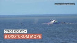 Косатки Косатки