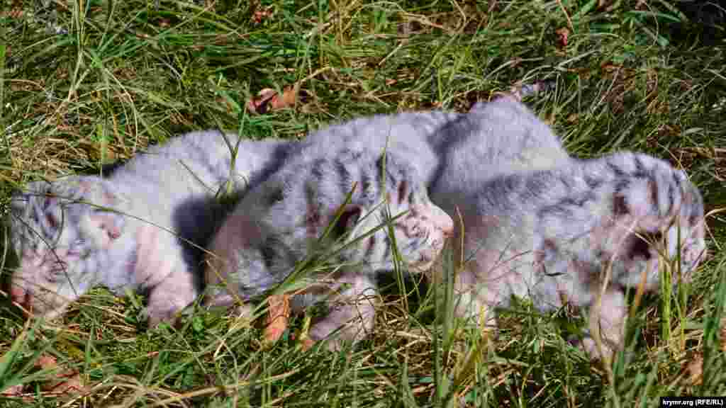 Белые тигрята в парке львов «Тайган»