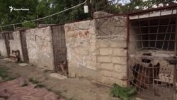 «Кто сказал «гав». Кинолог из Симферополя – о разведении служебных собак (видео) «Кто сказал «гав». Кинолог из Симферополя – о разведении служебных собак (видео)