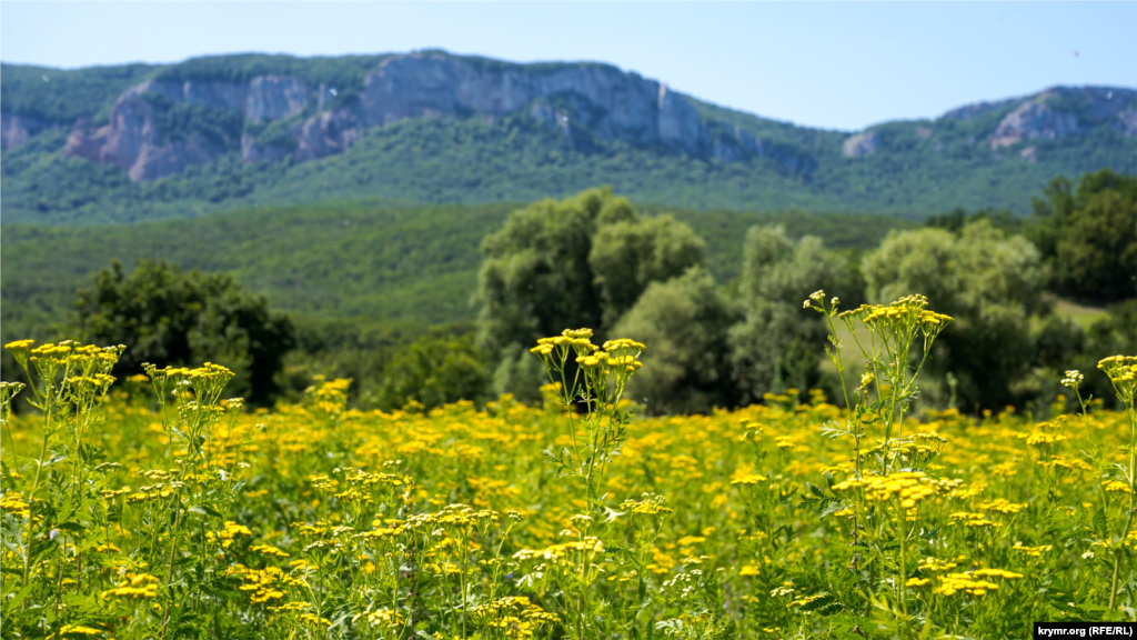 На лугу в селе Соколином.  Цветущий луг занимает окрестности небольшого озера в западной части Соколиного (Коккозы – до 1945 года). Это традиционное место выпаса домашнего скота жителями села. Луг получил достаточно влаги после недавних ливней в Крымских горах, до сих пор через него к озеру сбегают ручьи