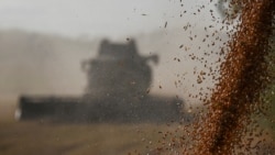 FILE PHOTO: Wheat harvest in Omsk region