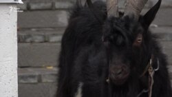 До посольства Чехії активісти привели цапа (відео) До посольства Чехії активісти привели цапа (відео)