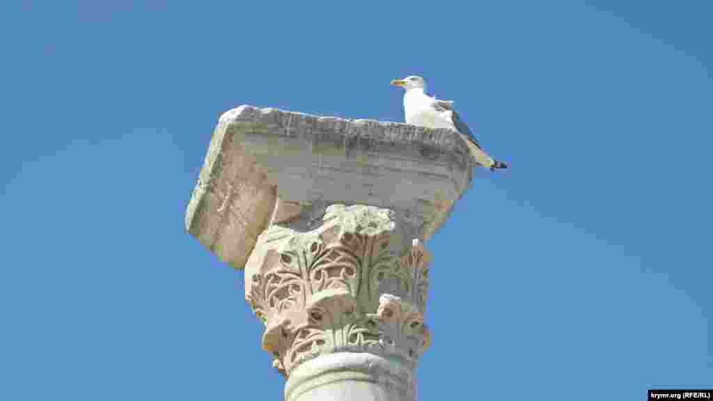 Колонны древнего храма привлекают чаек – для них это безопасное место