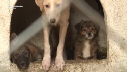 Čovjek je psu vuk Čovjek je psu vuk