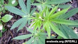 Ілюстративне фото