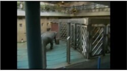 Обогащение среды слонов в Московском зоопарке Обогащение среды слонов в Московском зоопарке